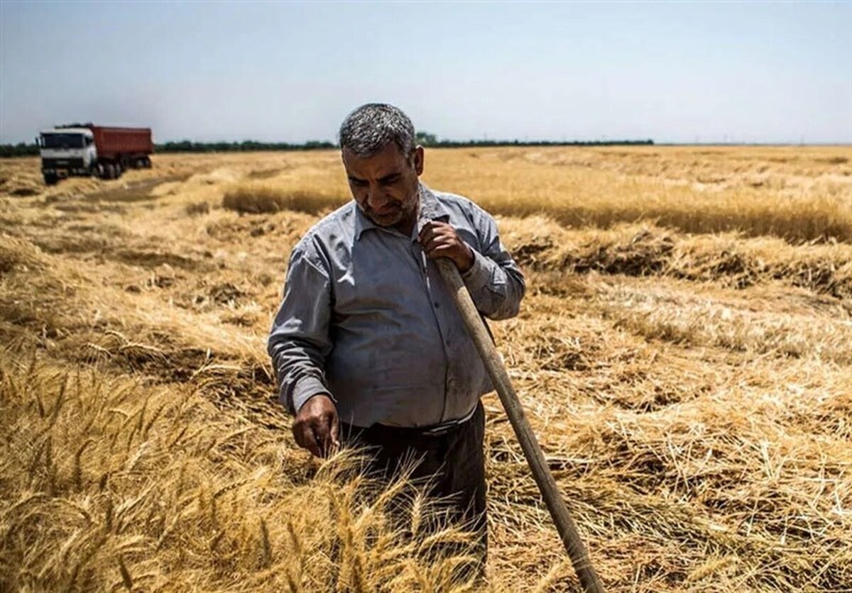 زنگ خطر کاهش خوداتکایی گندم در کشور به صدا درآمد