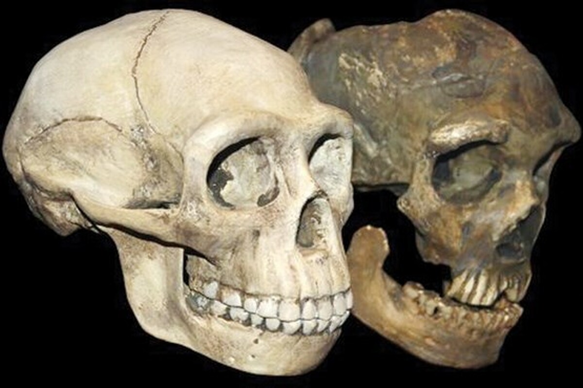 یک گونه ناشناخته همزمان با اجداد ما زندگی می‌کرده است